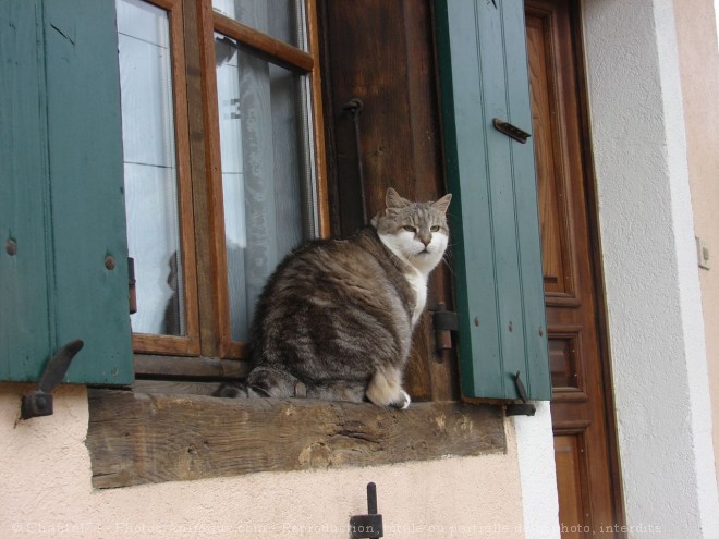 Photo de Chat domestique