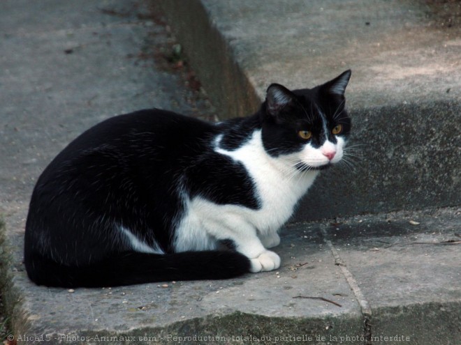 Photo de Chat domestique