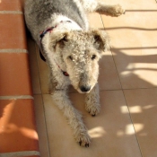 Photo de Fox terrier  poil dur