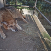 Photo de Berger allemand  poil court