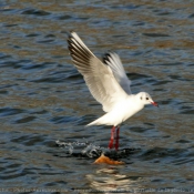 Photo de Mouette