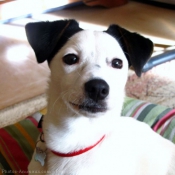 Photo de Jack russell terrier