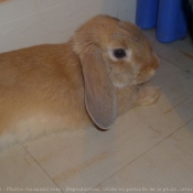 Photo de Lapin