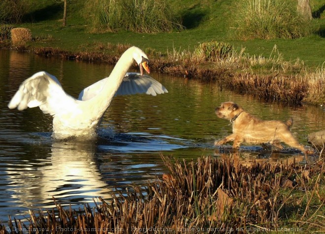 Photo de Races diffrentes