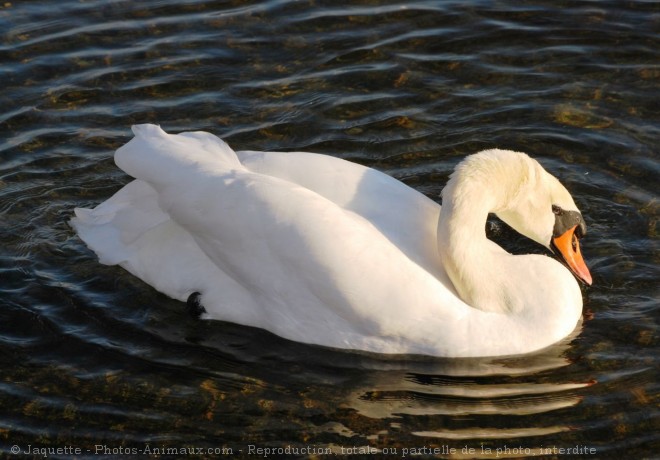 Photo de Cygne