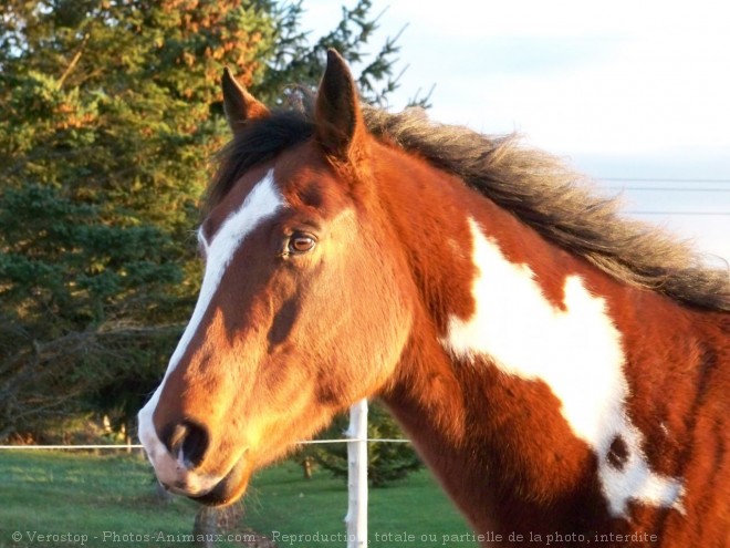 Photo de Paint horse