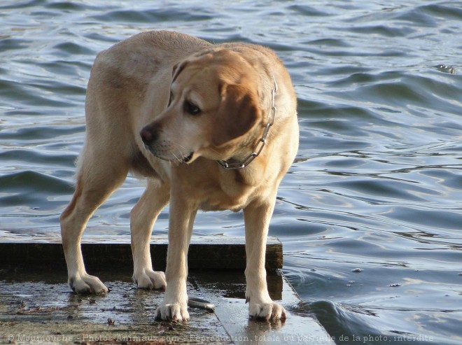 Photo de Labrador retriever