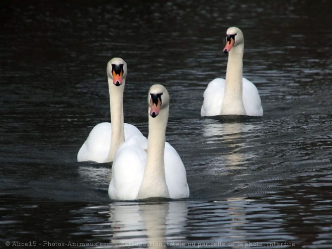 Photo de Cygne