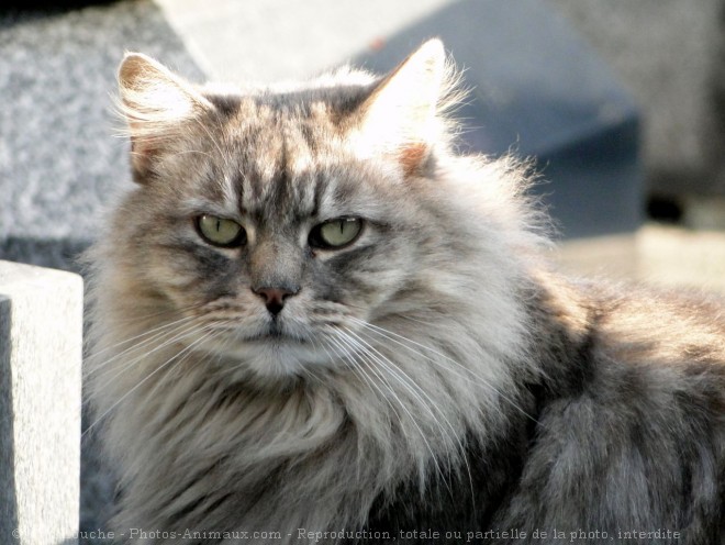 Photo de Chat domestique