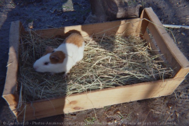 Photo de Cochon d'inde