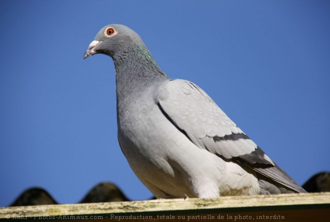 Photo de Pigeon