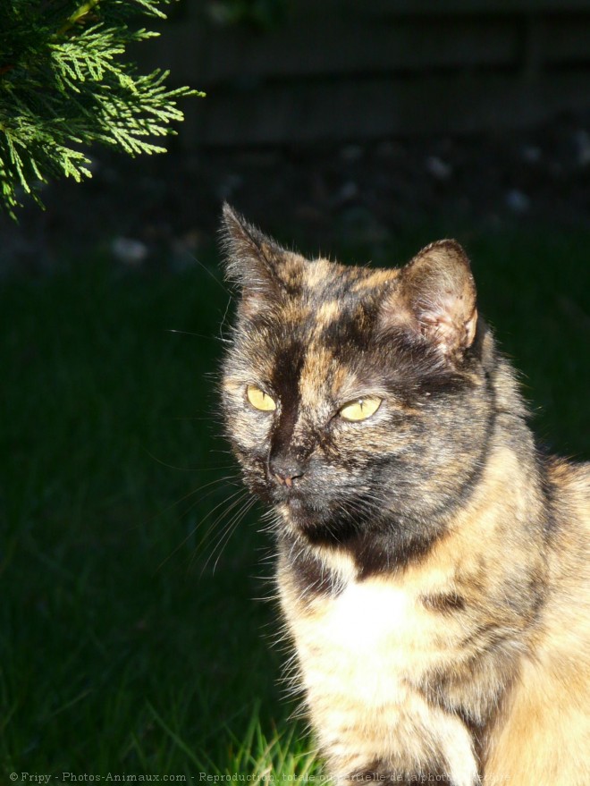 Photo de Chat domestique