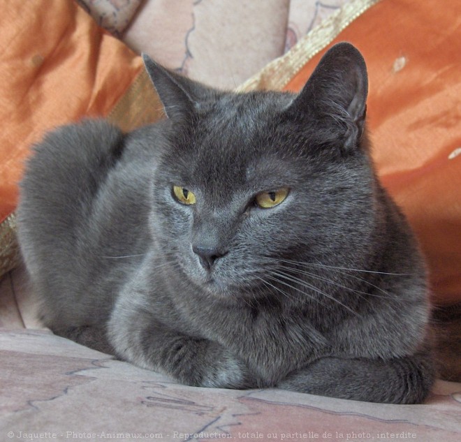 Photo de Chartreux