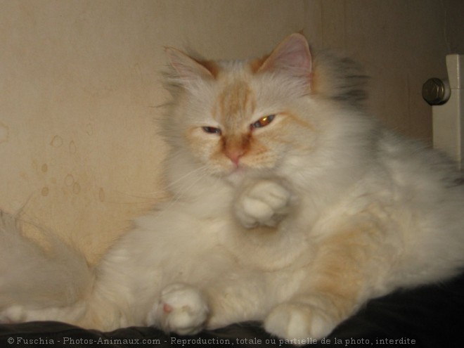 Photo de Sacr de birmanie