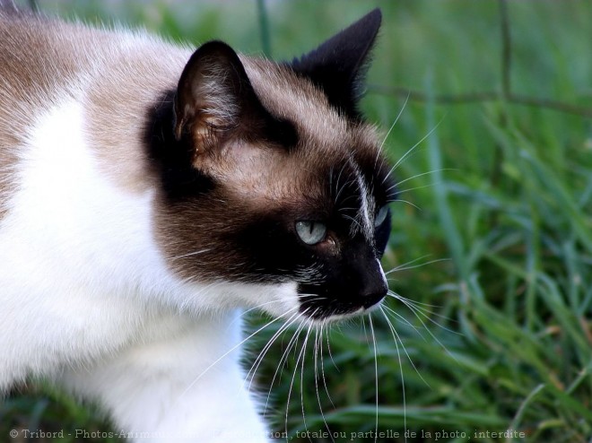 Photo de Chat domestique