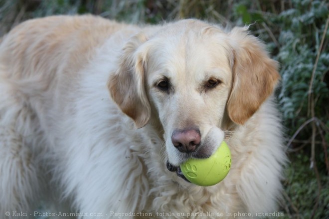 Photo de Golden retriever