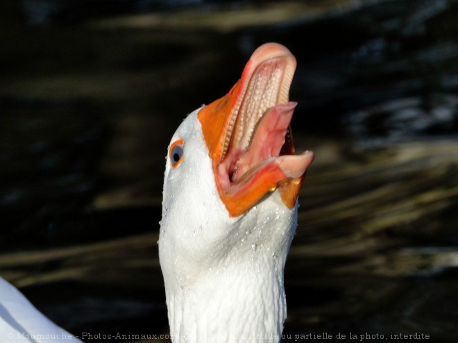 Photo d'Oie blanche