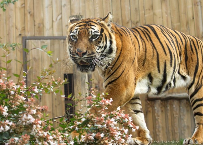 Photo de Tigre