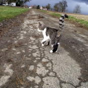 Photo de Chat domestique