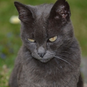 Photo de Chartreux