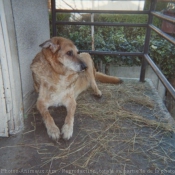 Photo de Berger allemand  poil court