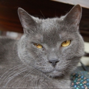 Photo de Chartreux