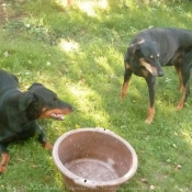 Photo de Dobermann