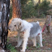 Photo de Fox terrier  poil dur