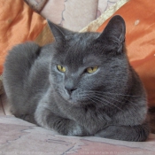 Photo de Chartreux