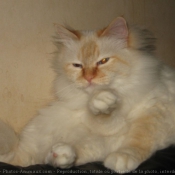 Photo de Sacr de birmanie