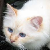 Photo de Sacr de birmanie