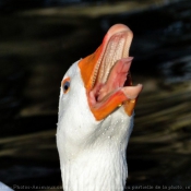 Photo d'Oie blanche