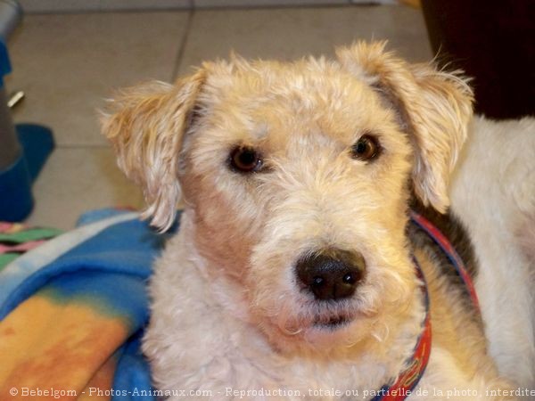 Photo de Fox terrier  poil dur