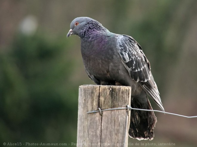 Photo de Pigeon