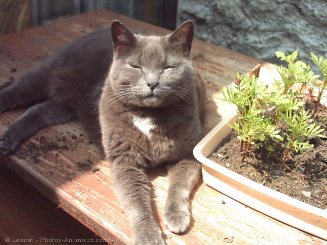 Photo de Chat domestique