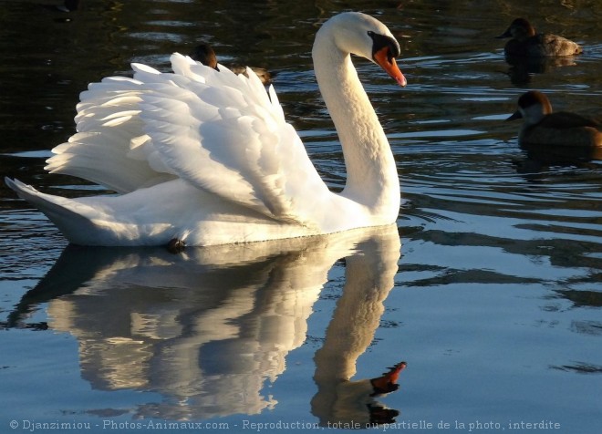 Photo de Cygne