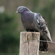 Photo de Pigeon