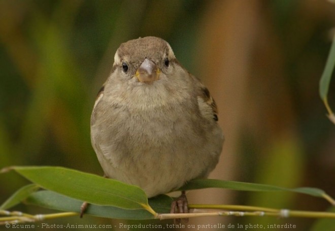 Photo de Moineau