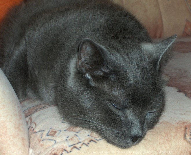 Photo de Chartreux