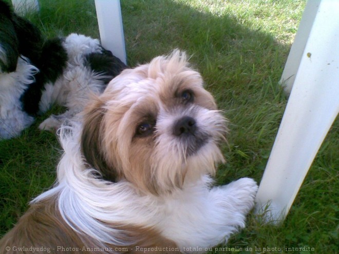 Photo de Shih tzu