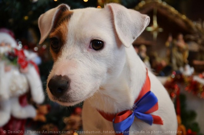 Photo de Jack russell terrier