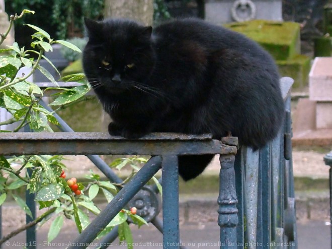 Photo de Chat domestique