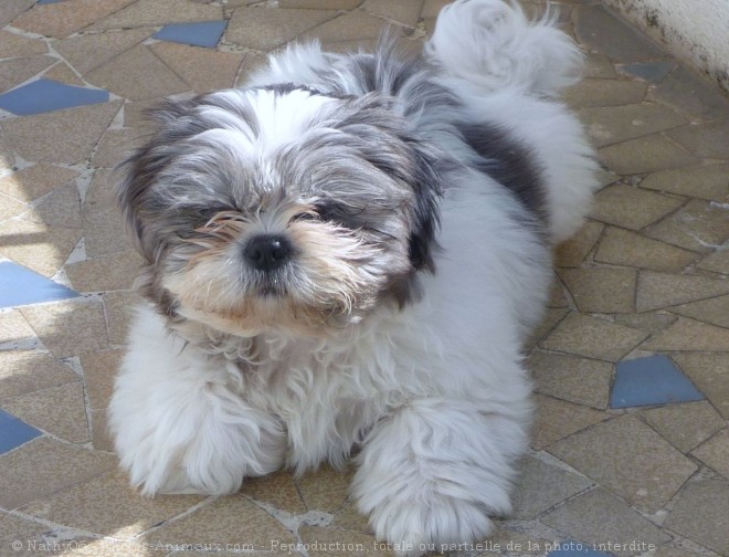 Photo de Shih tzu