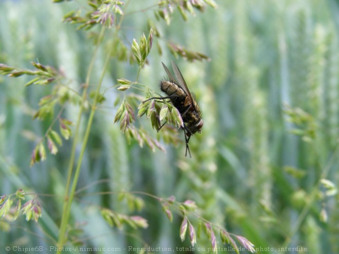 Photo de Mouche