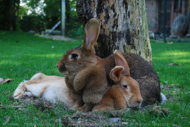 Photo de Lapin