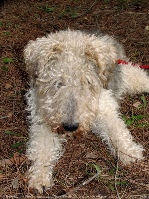 Photo de Fox terrier  poil dur