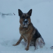 Photo de Berger allemand  poil court