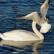 Photo de Cygne