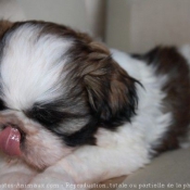 Photo de Shih tzu