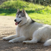 Photo de Husky siberien